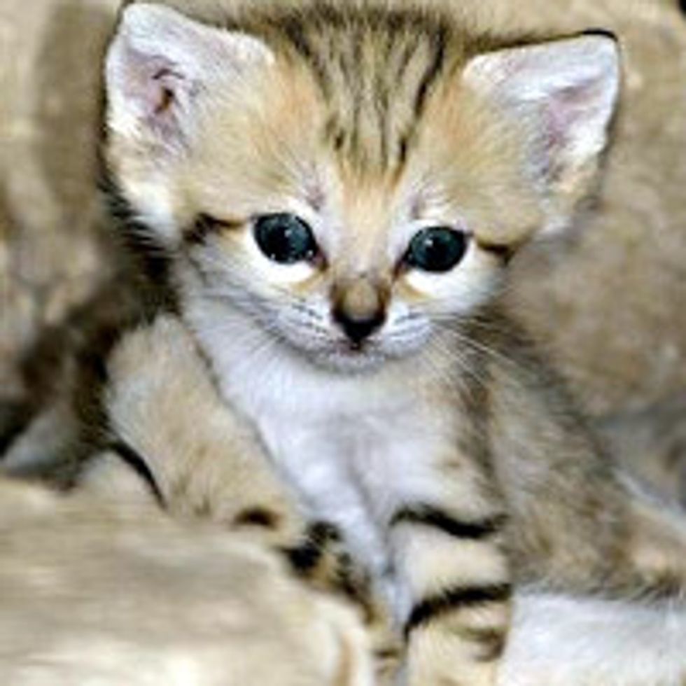Extinct Species in Israel, Sand Cat Kittens Emerge at Zoo Tel Aviv