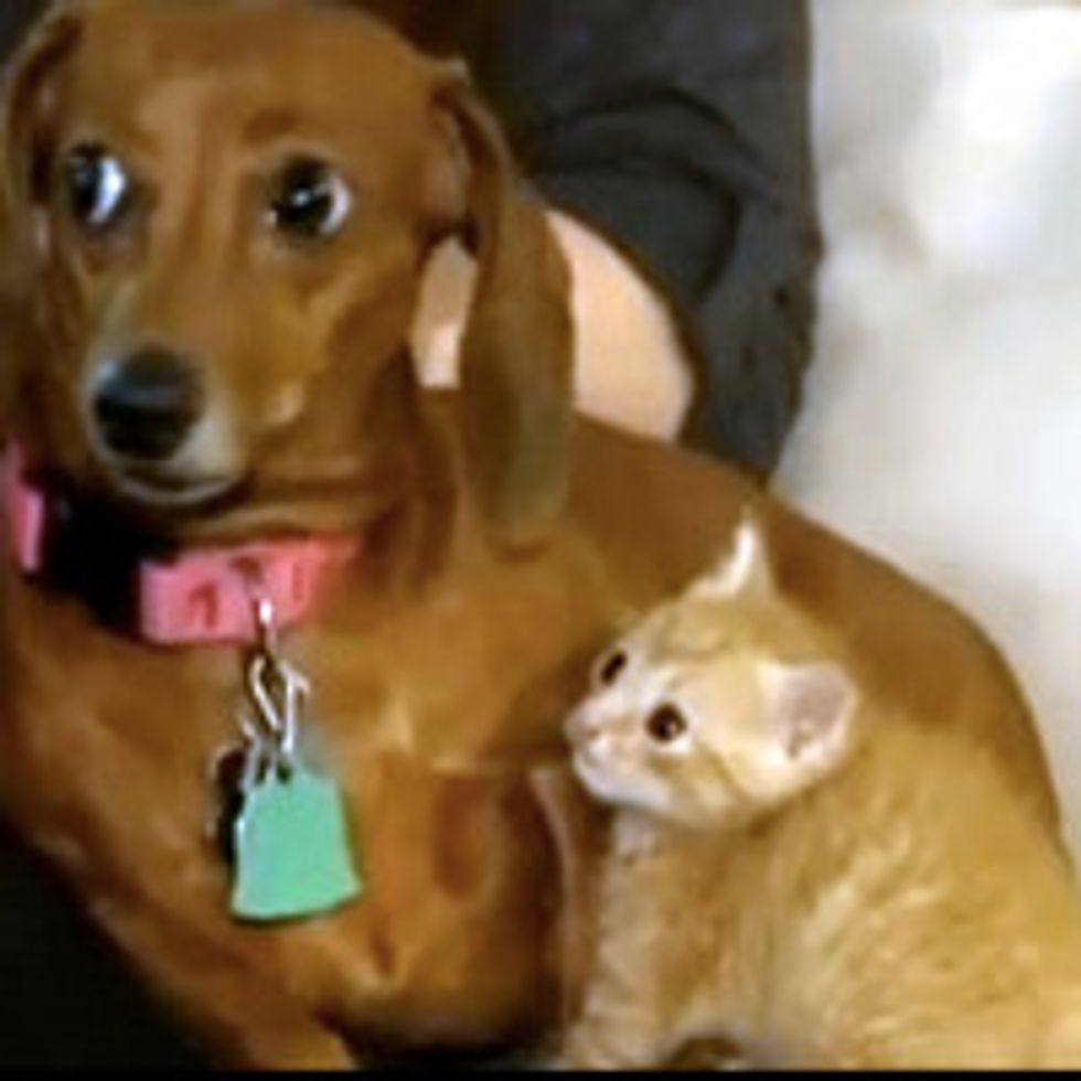 Orphan Kitten Adopted by Dachshund