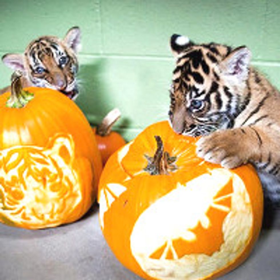 Tiger Cubs Enjoy Pumpkins First Time