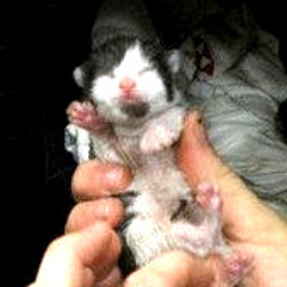 Man Rescues Cat Mom and Kittens Born in Hurricane Sandy