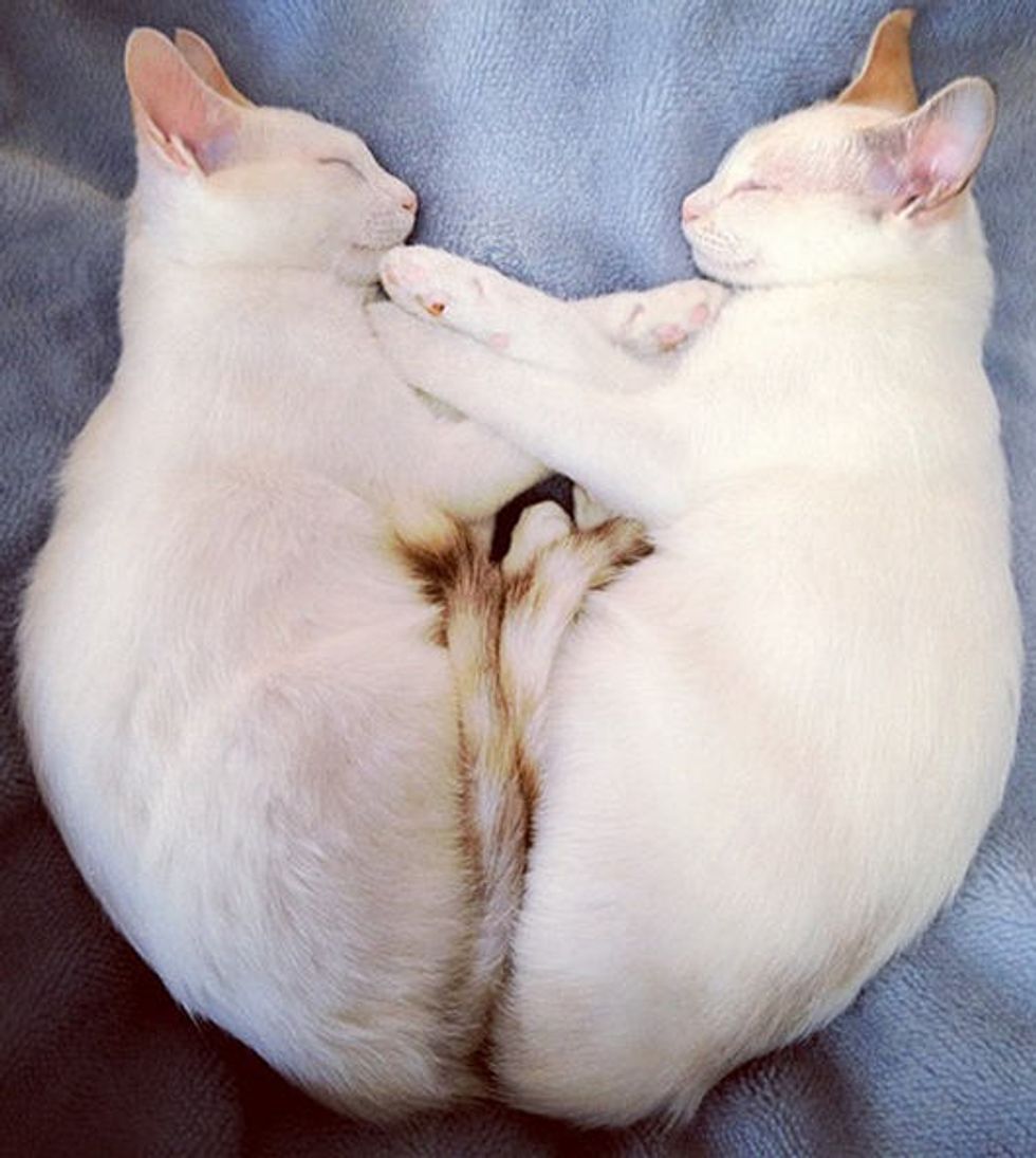 Twin Kitties Mirror Each Other in Sleep
