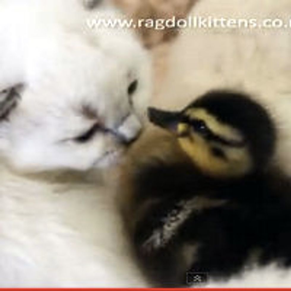 Adorable Kittens Playing with Duckling Hatchlings