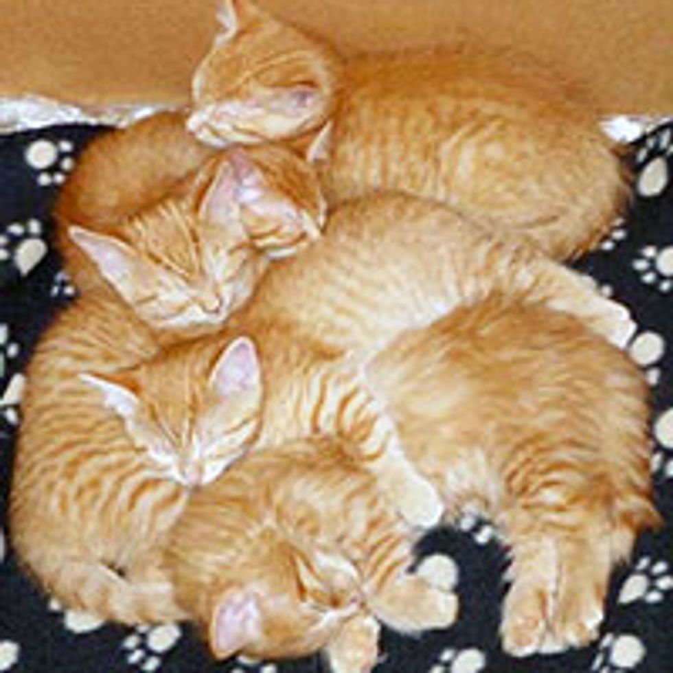 Ginger Family of Seven and Their Journey to Forever Homes