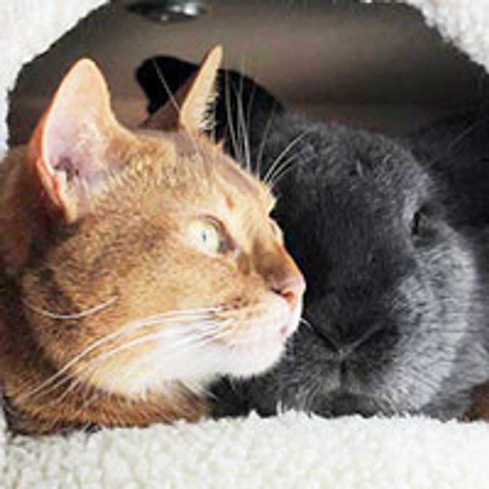 Rescue Cat Finds Everlasting Friendship with Rescue Rabbit