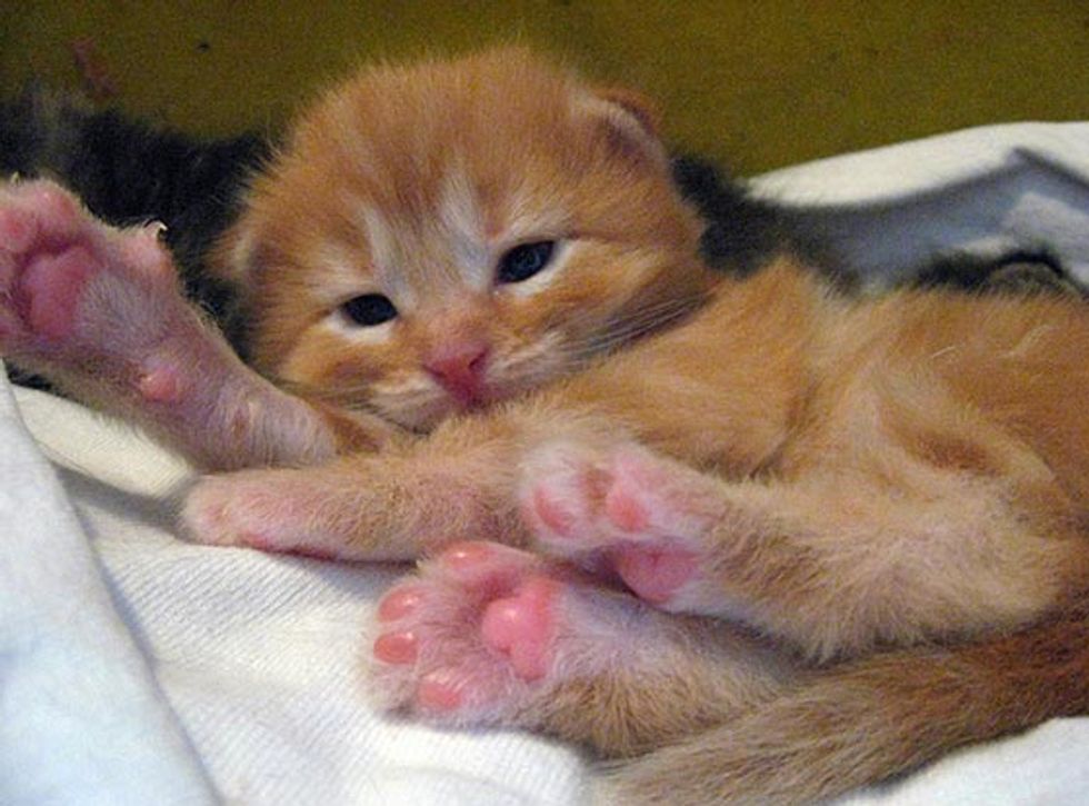Ginger Kitty Born to a Stray Growing Up
