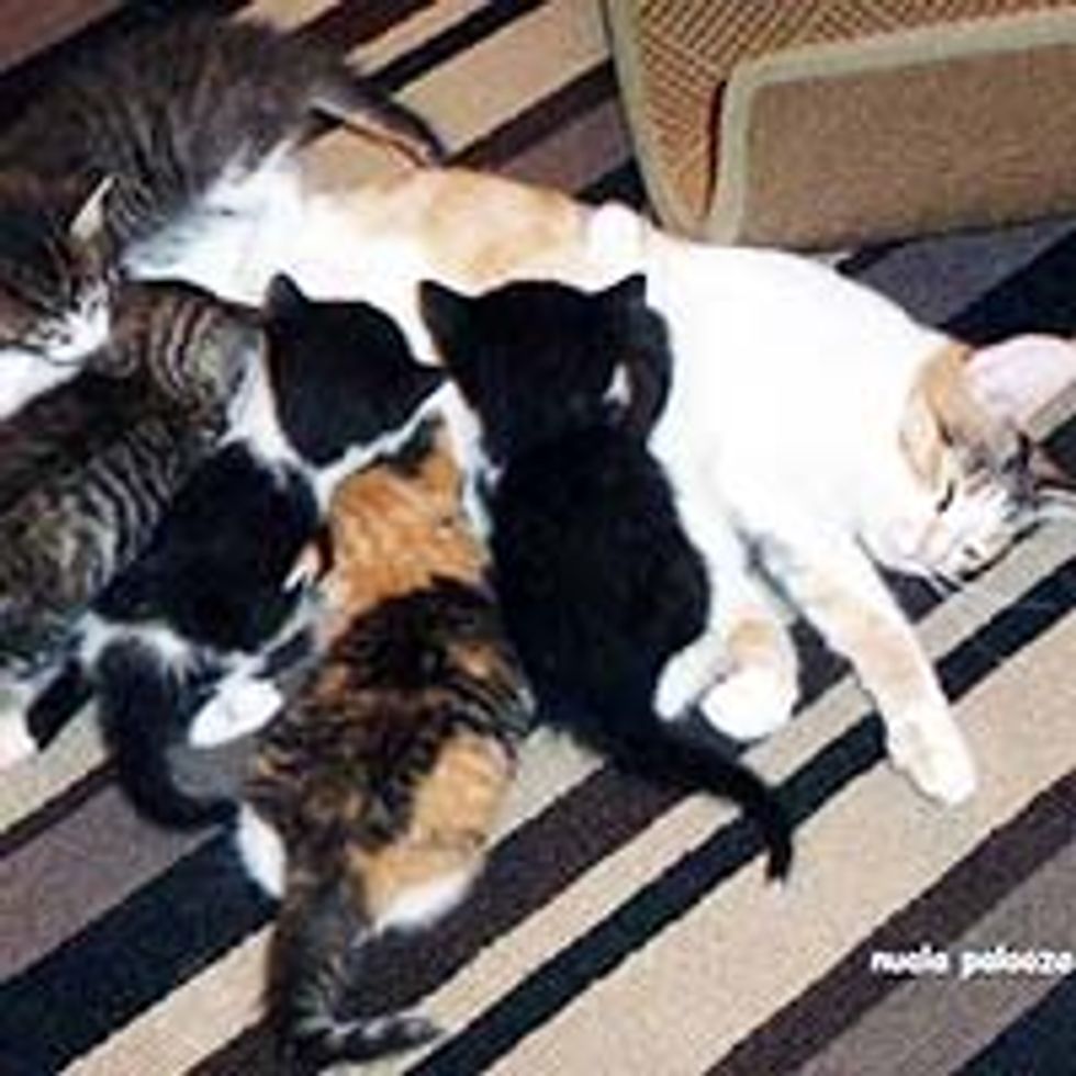 Cat Mama Keeps Her Kittens Alive without Food for 4 Days