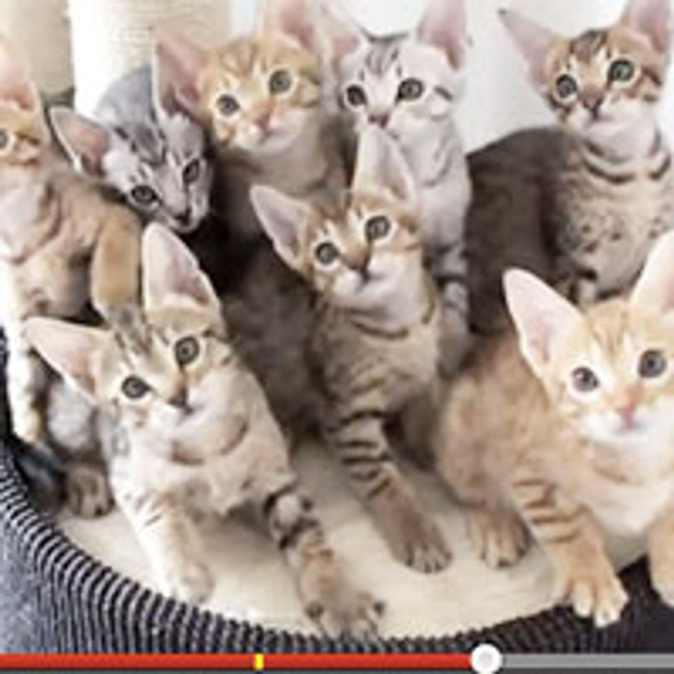 Adorable Synchronized Kittens!