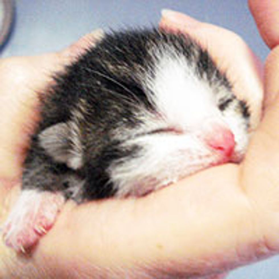 Kitten Rescued at Brooklyn Botanical Garden: From Orphan to Happy Cat
