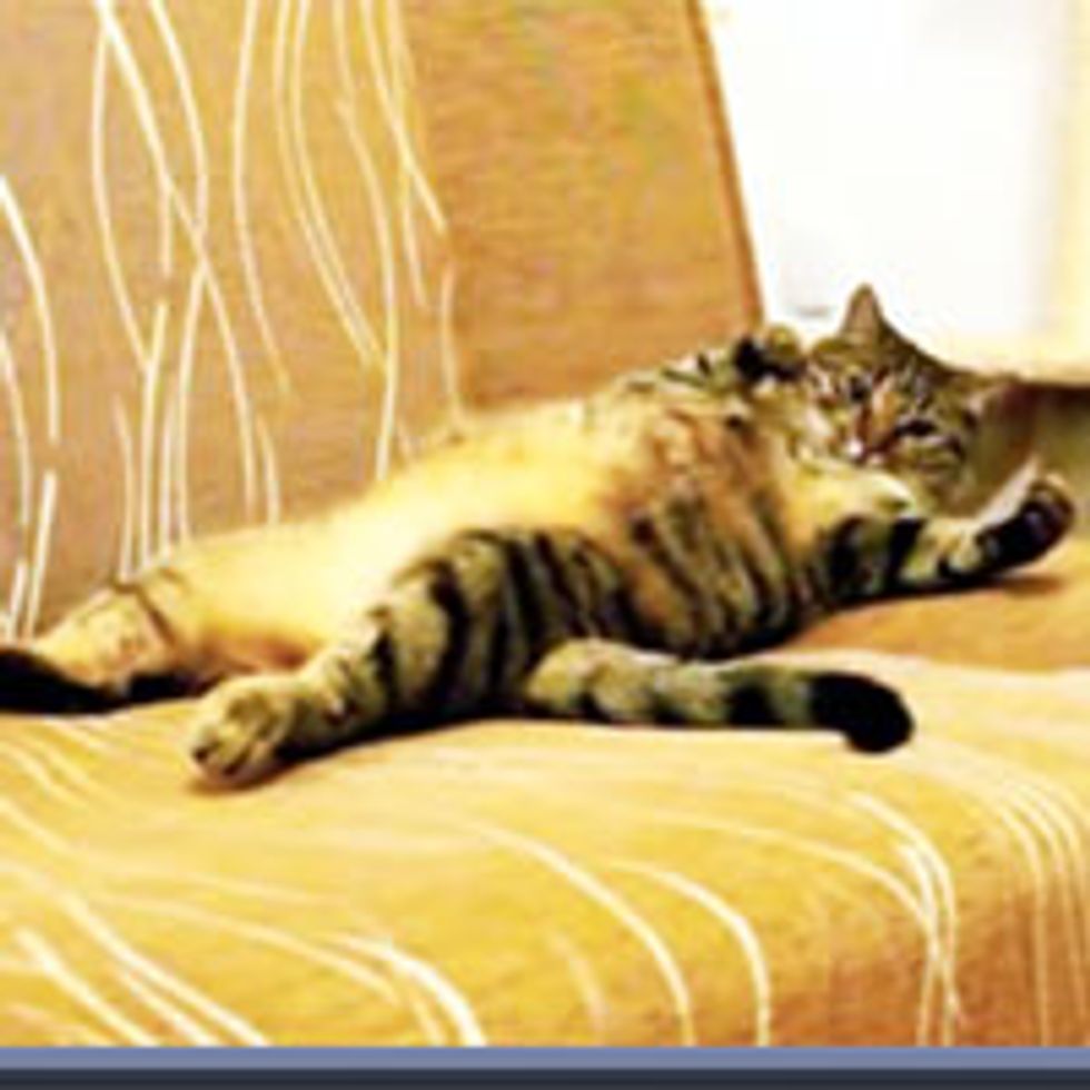 Cat Really Loves Being Vacuumed Love Meow