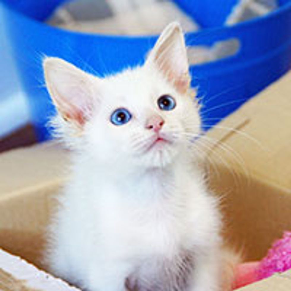 A Second Chance Changes Tiny Kitty's Life Forever