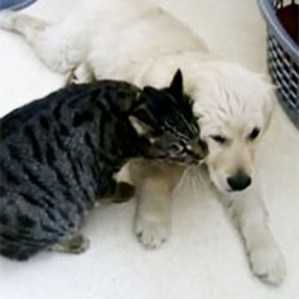 Cat Loves Puppy