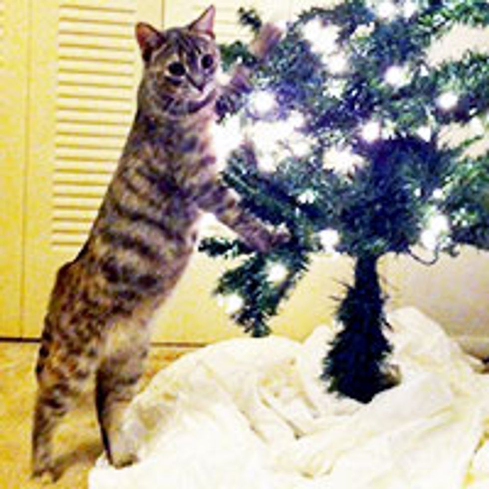 Cat Impressed by Cat-free Anti-gravity Christmas Tree