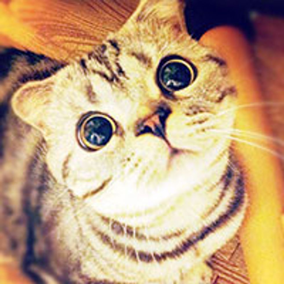 Shishi-Maru the Painfully Cute Kitty, Interweb's Newest Star
