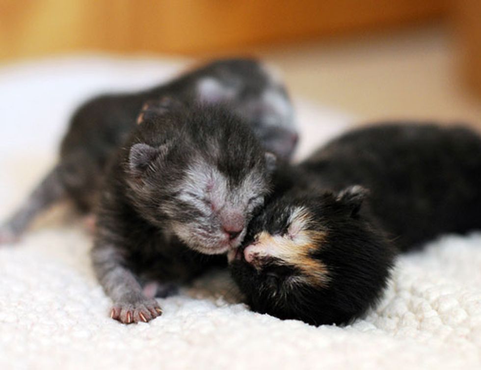 Foster Journey of Sister Kitties