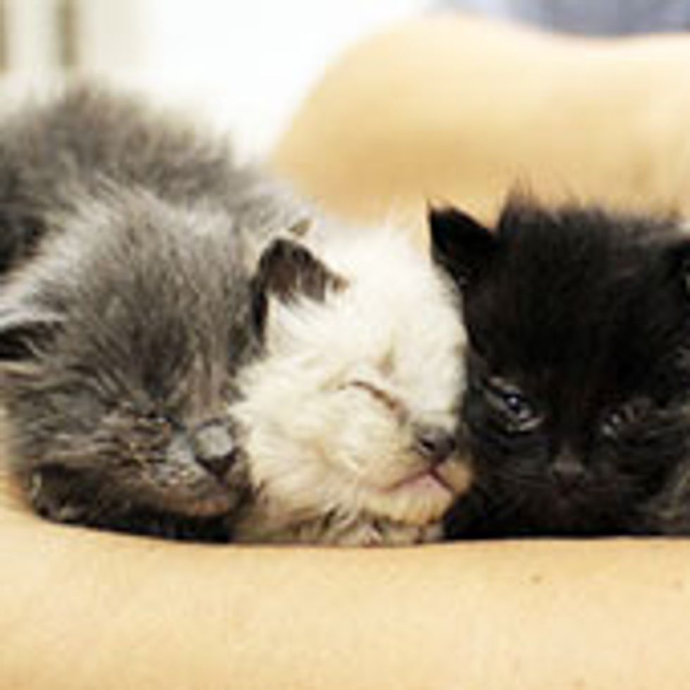 Six Furry Little Souls from Goopy Eyes to Forever Homes