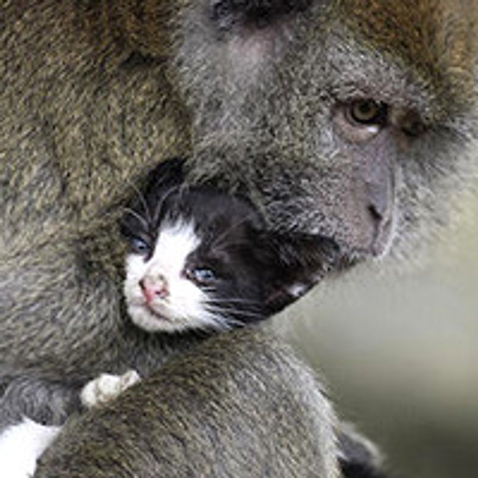 Kitten In Indonesia Adopted by Monkey