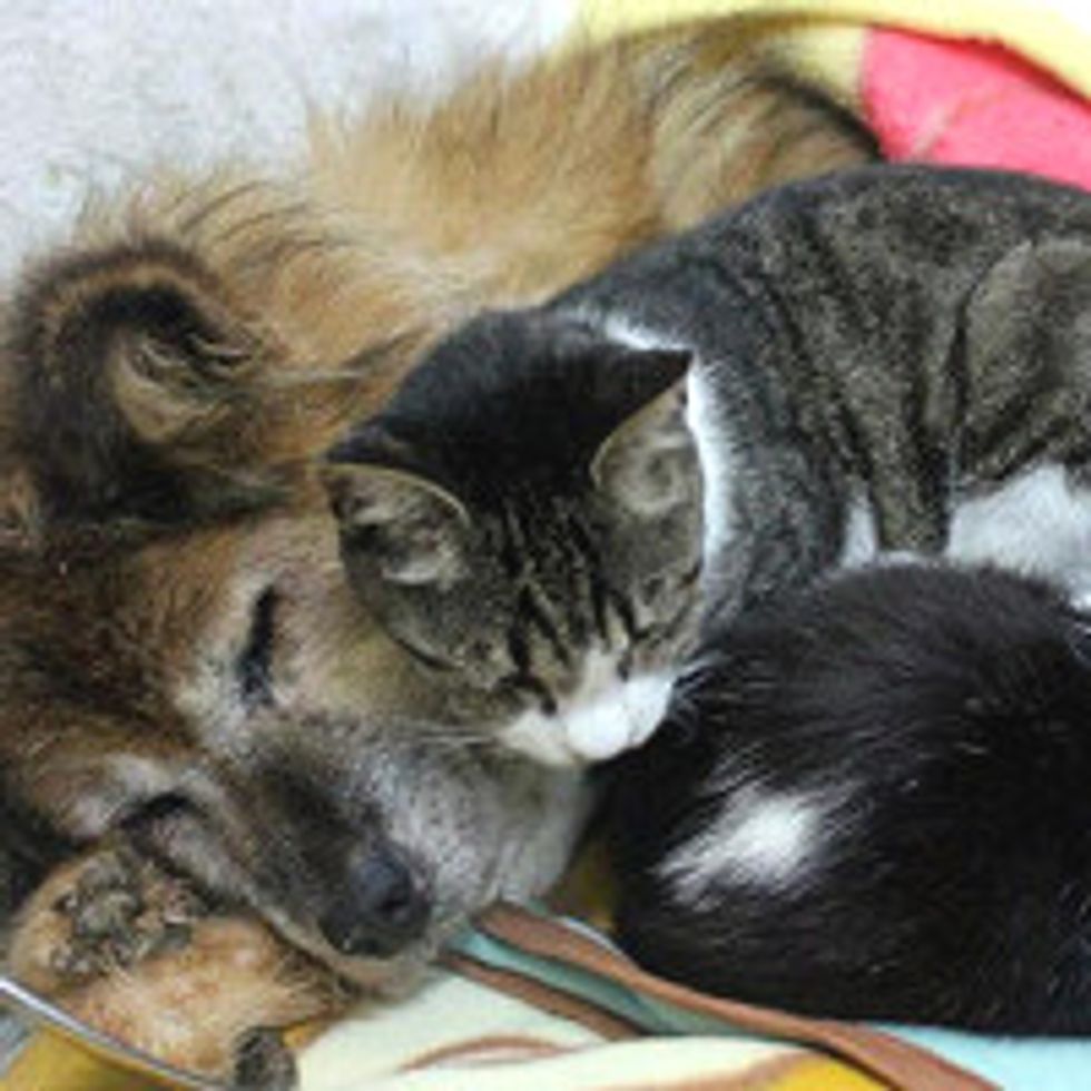 Shelter Cats Keep Rescue Dog Company