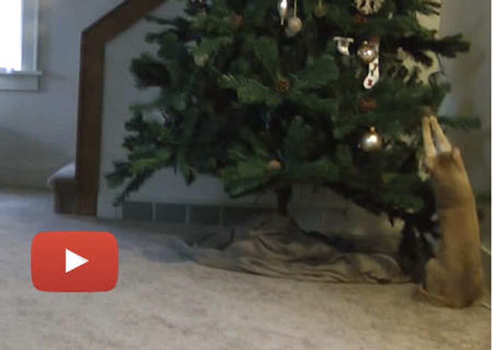 Andy the Cat, Christmas Tree and Time Lapse