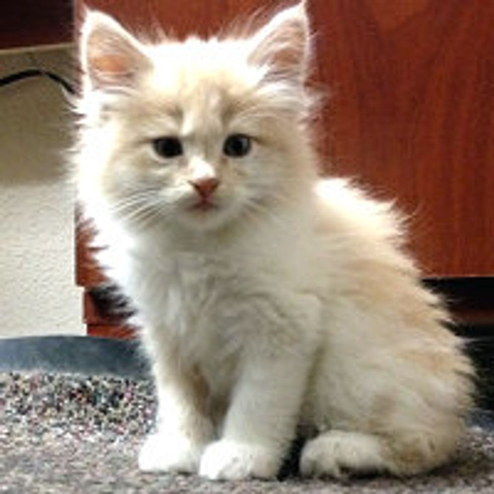 Tiny Cream Kitten Rescued from Drainpipe by FireFighters