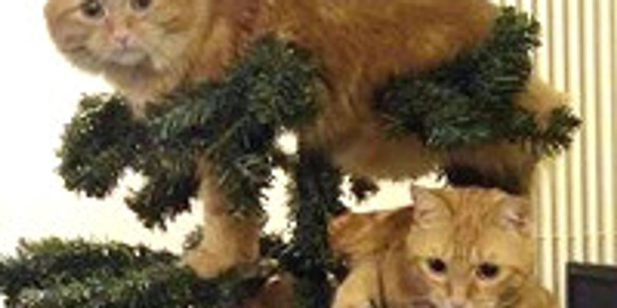 Kitties and Christmas Trees! Merry Christmas! Love Meow