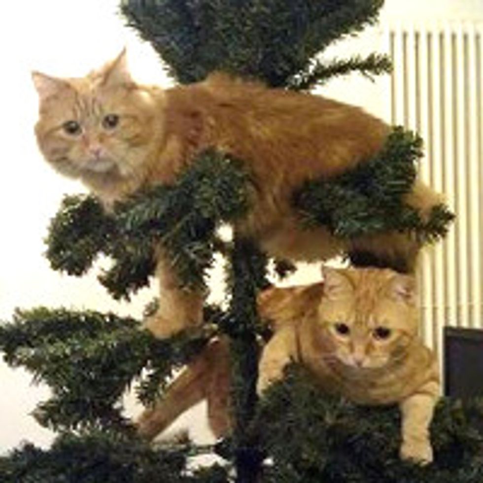Kitties and Christmas Trees! Merry Christmas!