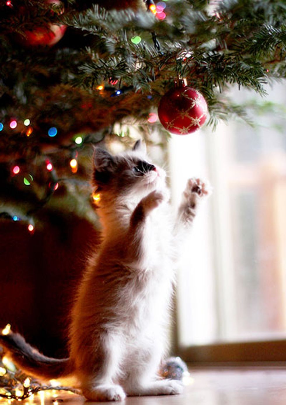 Kitties and Christmas Trees! Merry Christmas! Love Meow