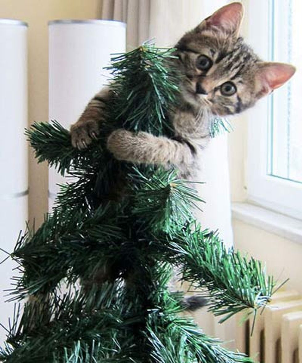 Kitties and Christmas Trees! Merry Christmas! Love Meow