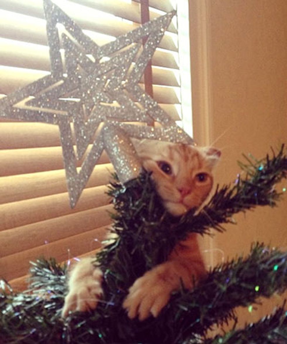 Kitties and Christmas Trees! Merry Christmas! Love Meow