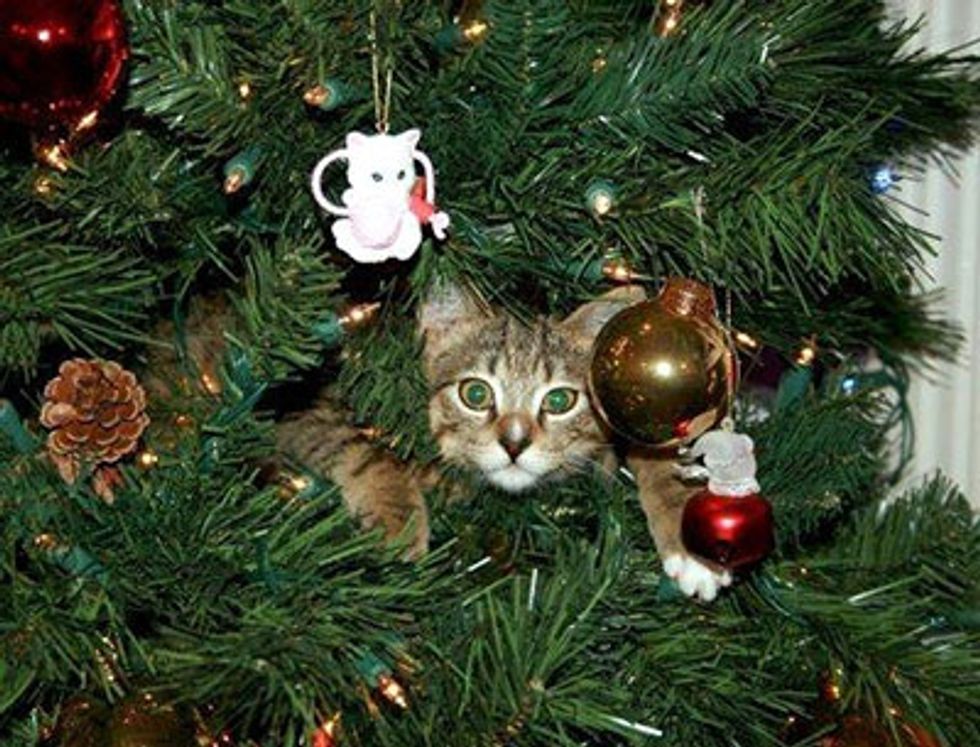 Kitties and Christmas Trees! Merry Christmas! Love Meow