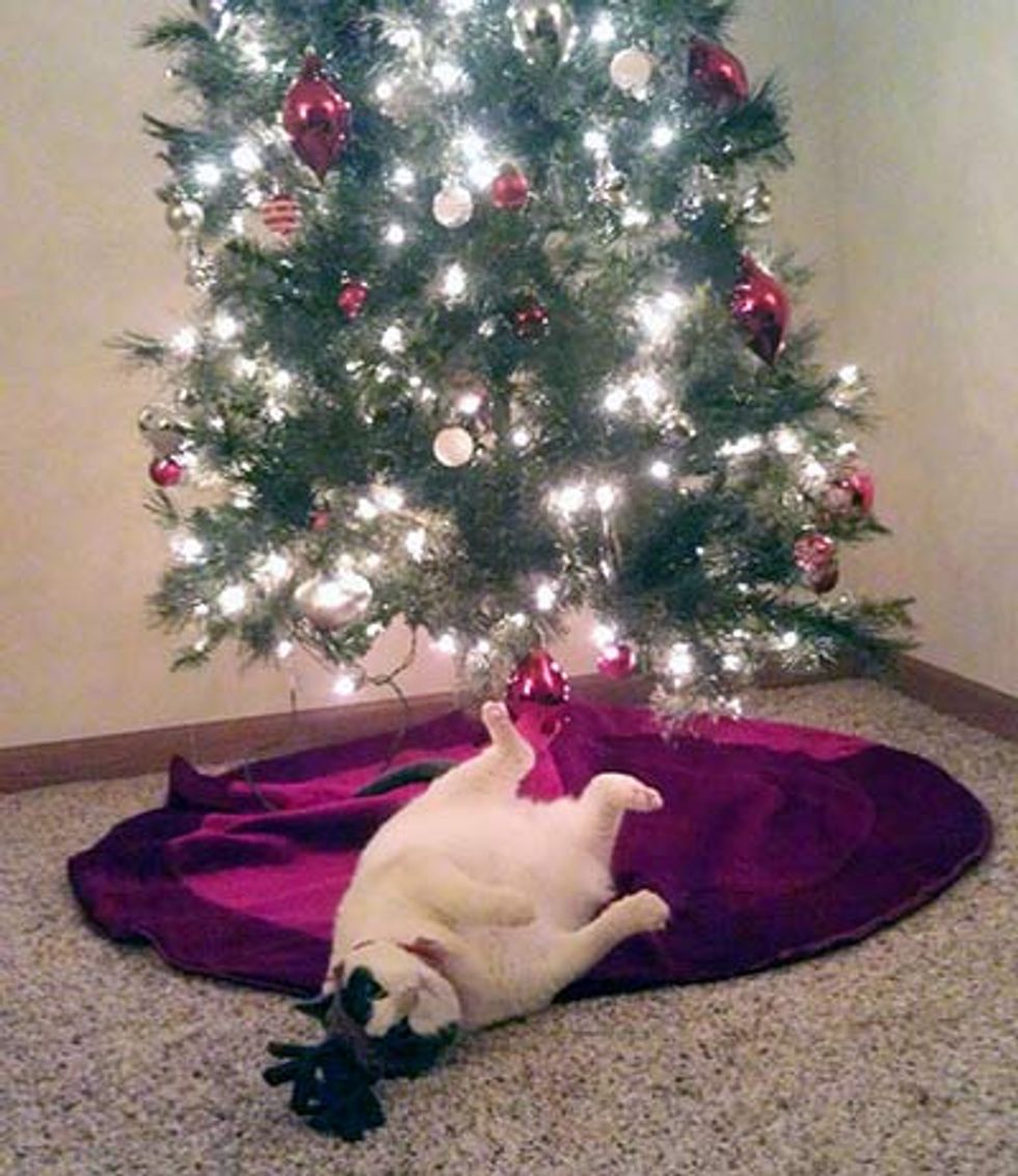 Kitties and Christmas Trees! Merry Christmas! Love Meow