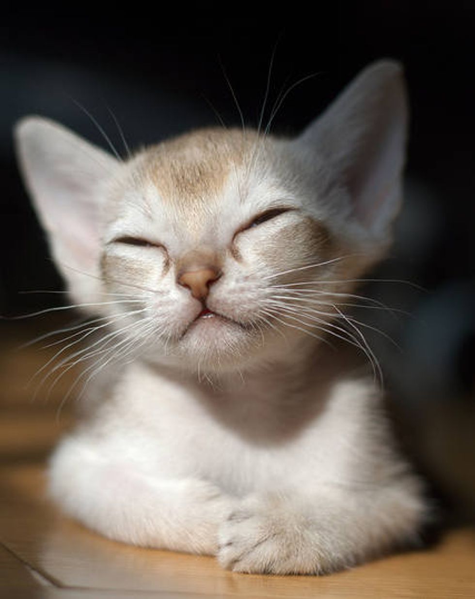 Big Eared Kitty Is Pleased Love Meow