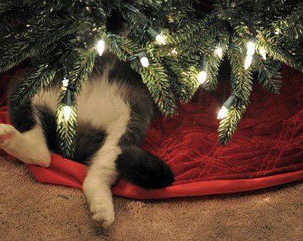 Kitties and Christmas Trees! Merry Christmas! Love Meow