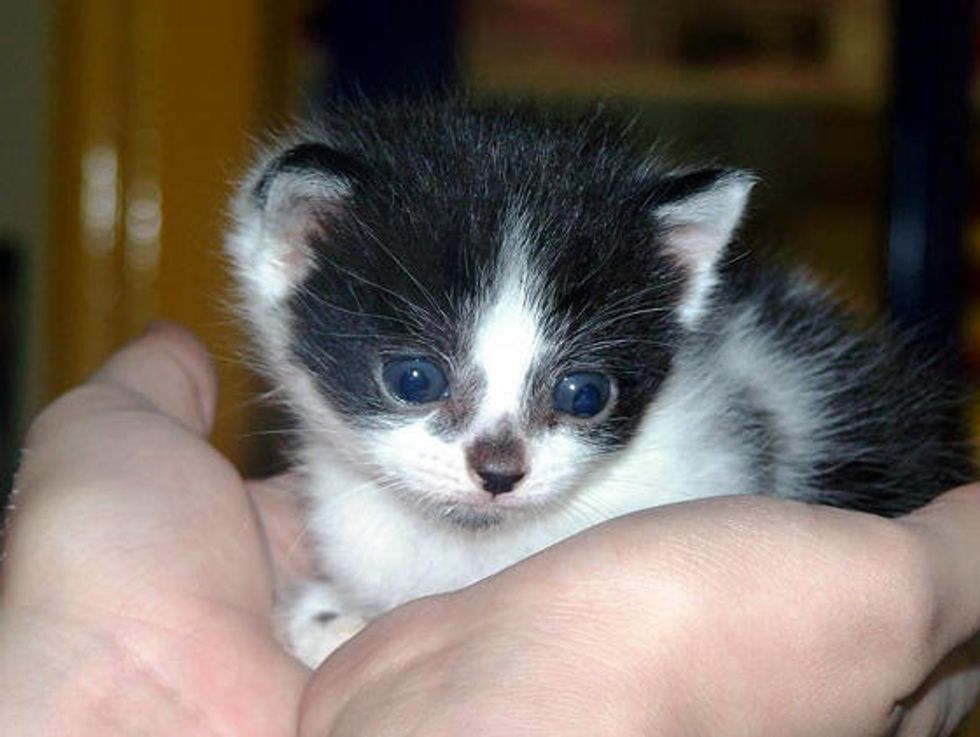 Itty Bitty Kitties Get a Second Chance
