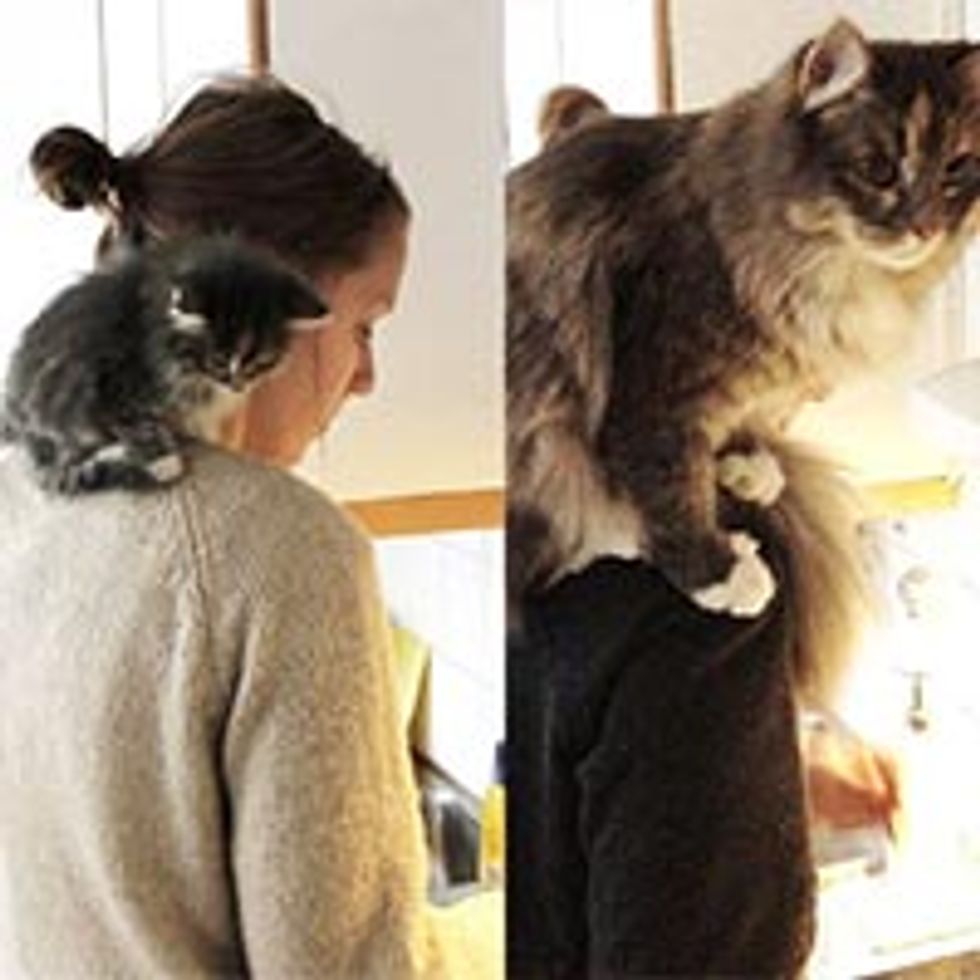 Fluffy Shoulder Cat: Then & Now