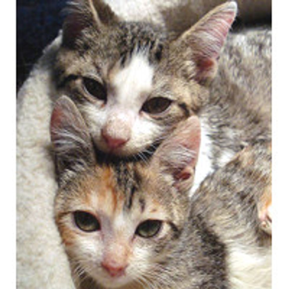 Three Kitties with Cerebellar Hypoplasia Wobble into Forever Homes