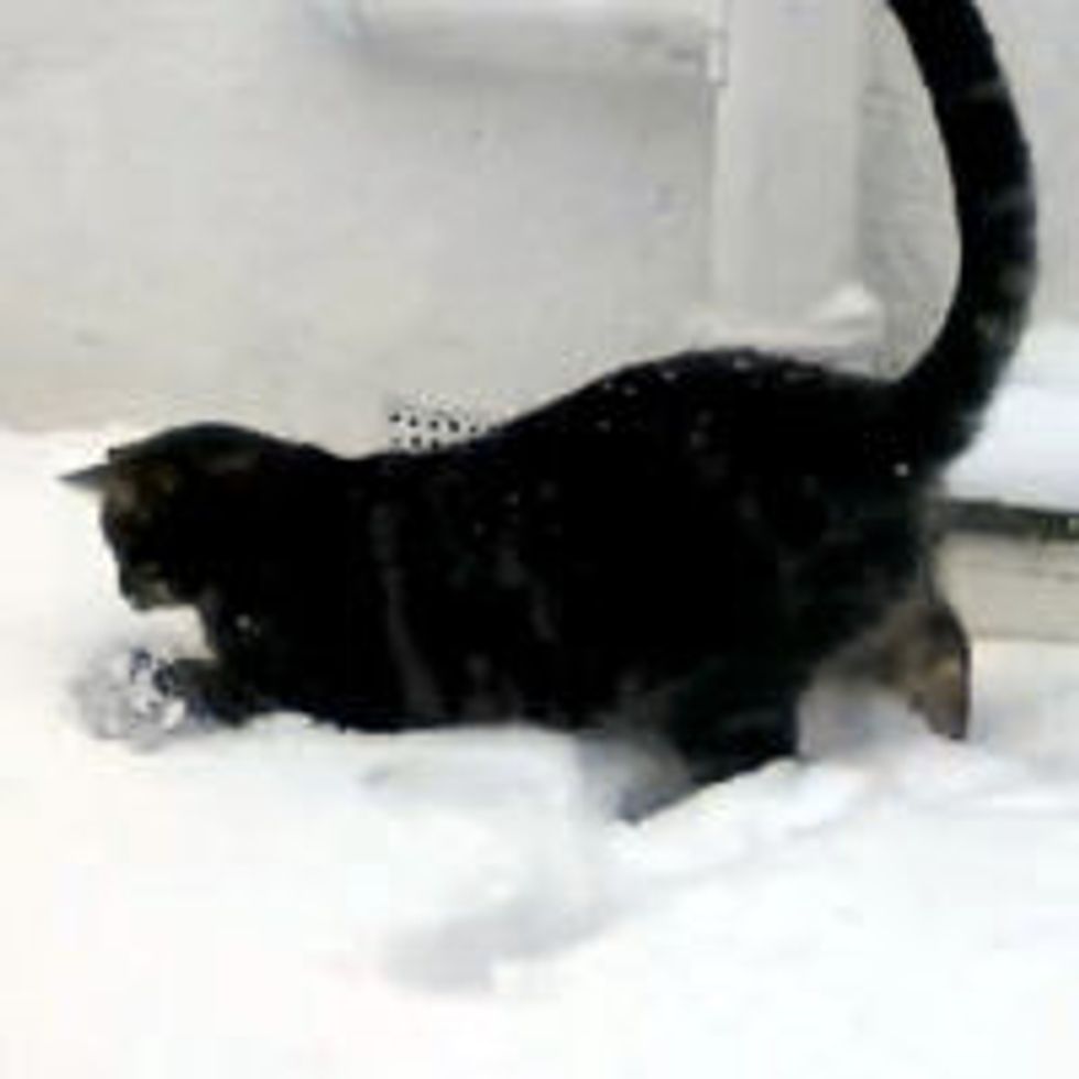 Kitty Meets Snow