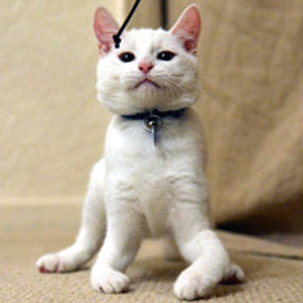 Harvey the Kitten Learns to Walk on His Elbows After Being Born without Bones in Front Legs