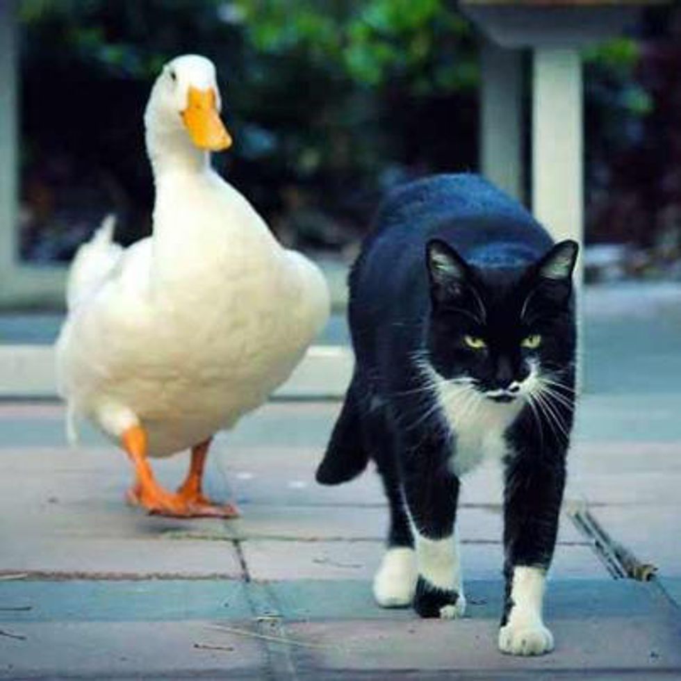 Cat and Duck Best Friends, Celebrities at University Love Meow