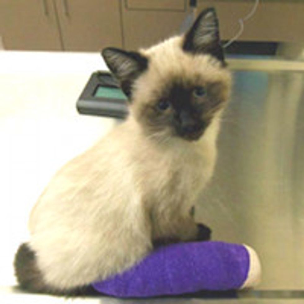 Update: Pretzel the Blind Kitten Born with "Backwards" Legs
