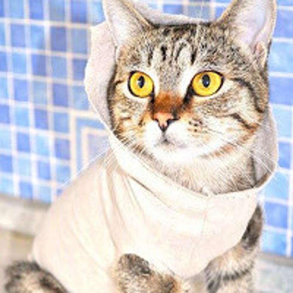 Olly the Cat: Survivor, Fighter