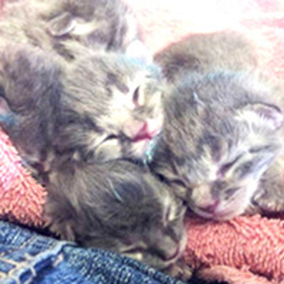 Six Kittens Saved Before Birth