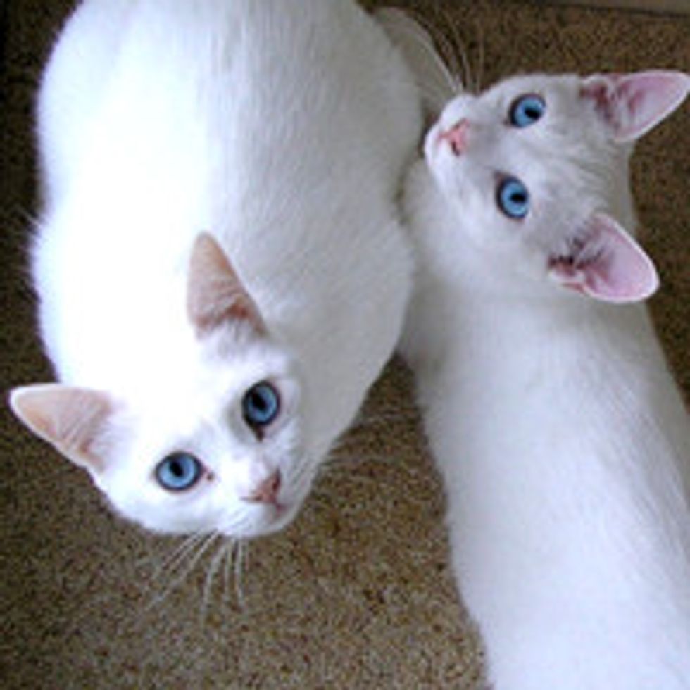 Story of Two Deaf Cats: Mom and Son