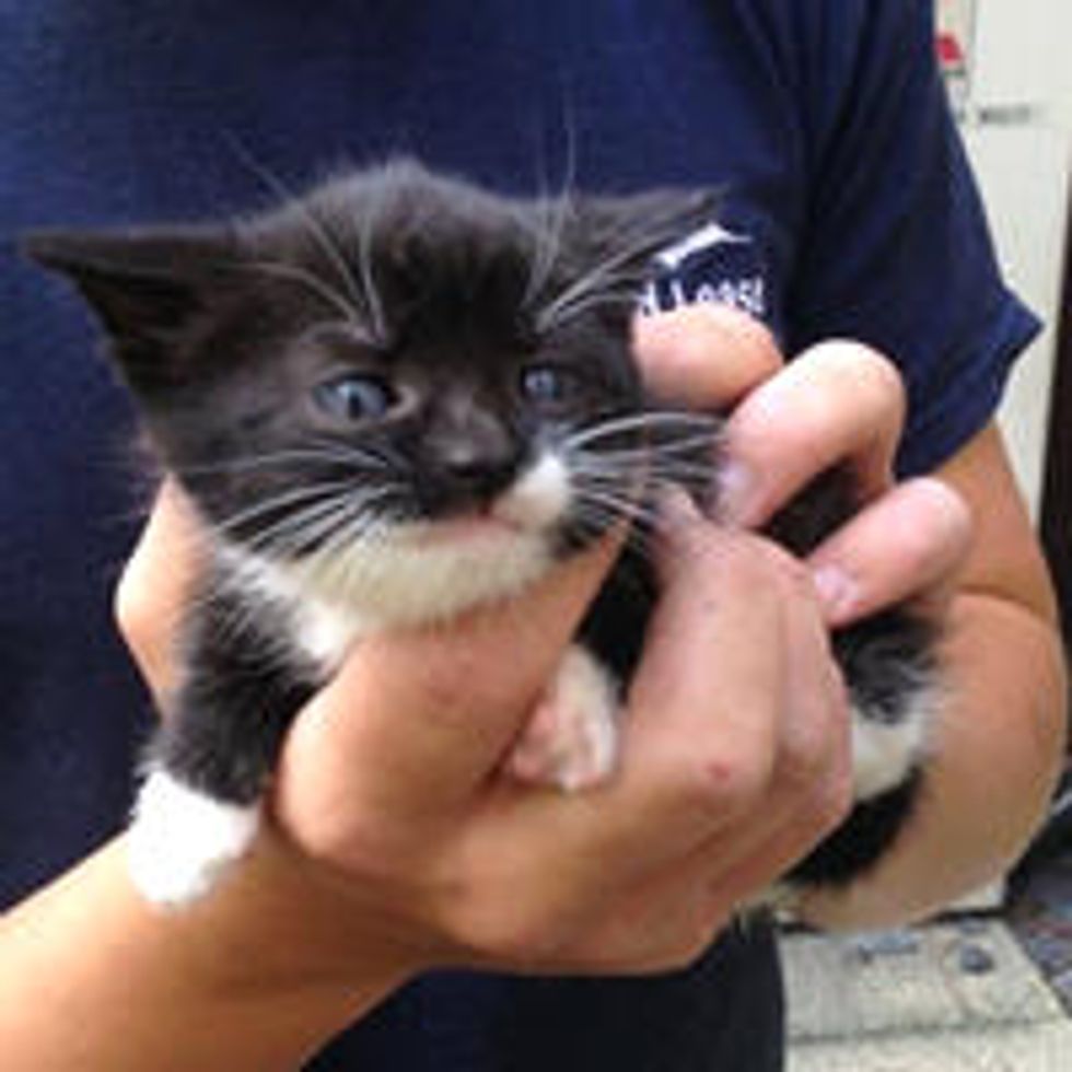 Tiny Tuxedo Kitten Rescued by Good Samaritan