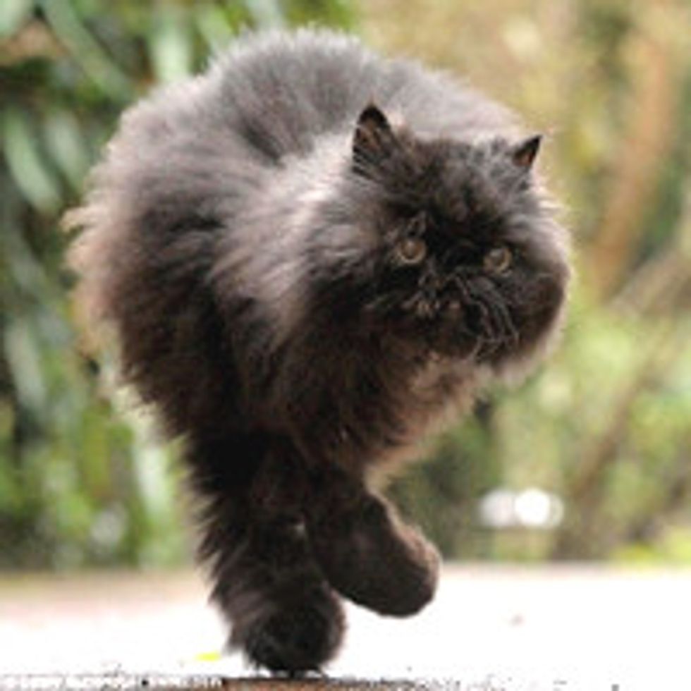 Caffrey the Amazing Two-legged Cat