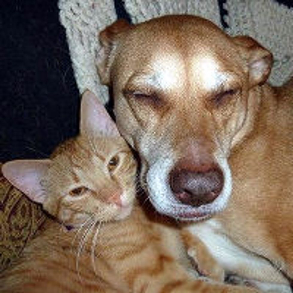Cat and Dog from Same Shelter, Become BFFs at Forever Home