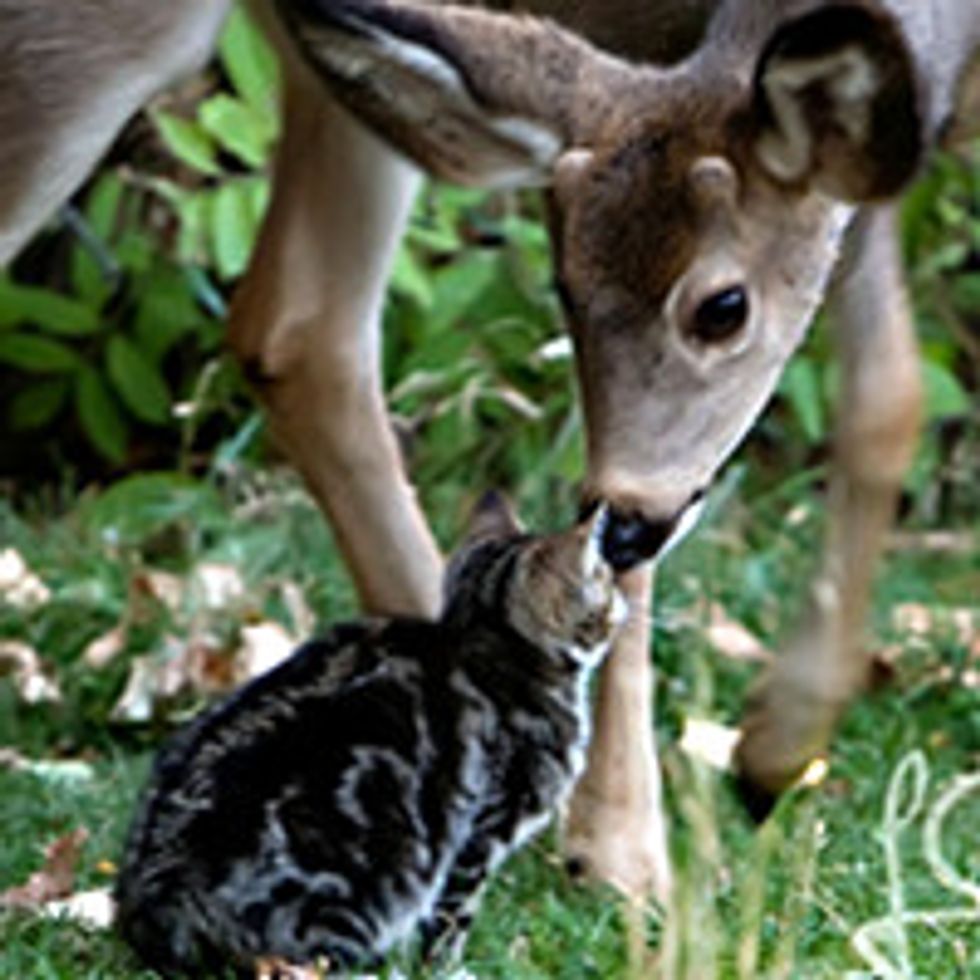 Cat Befriends Two Deer: Interspecies Love