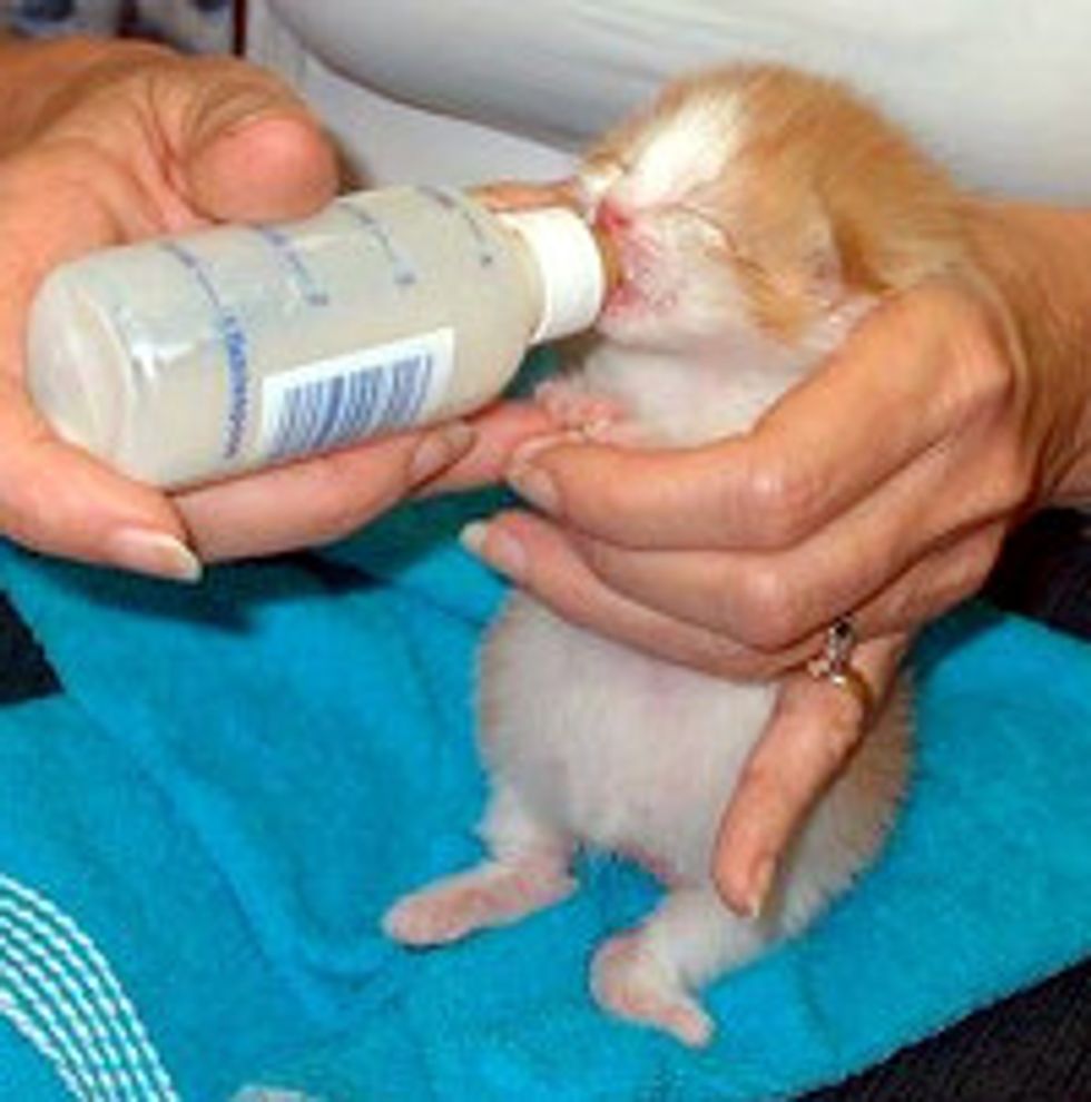 Tiny 10-day-old Kitten Rescued from Garbage Can