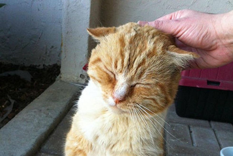 Story of Lumpy the Feral Ginger Cat