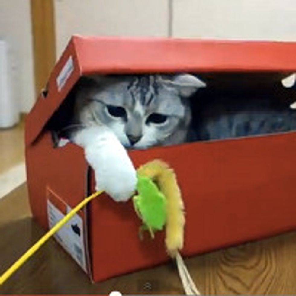 Kitty Ambushes in Box