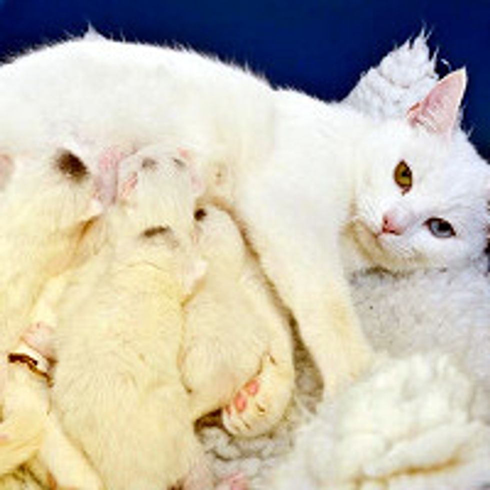 Surrendered Cat Brings Four Others Along With Her